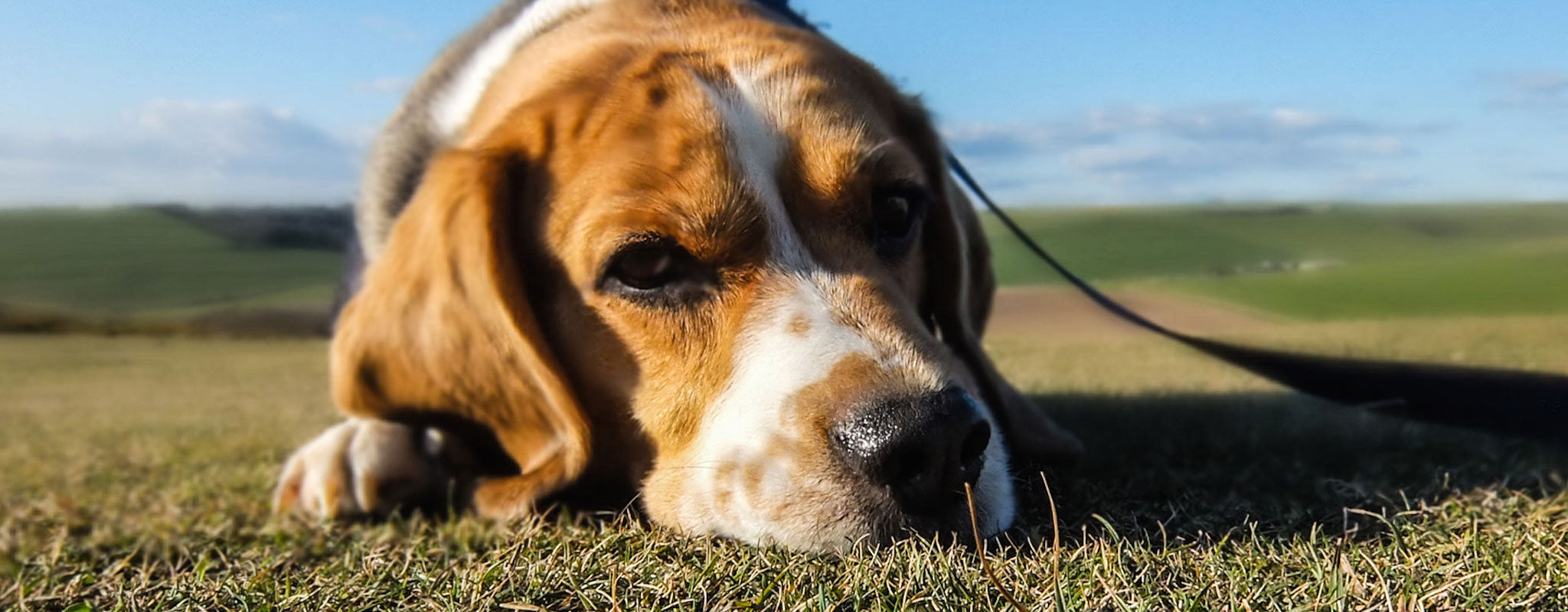 Achy Joints? Natural Pain Relief and Prevention for Dogs and Cats