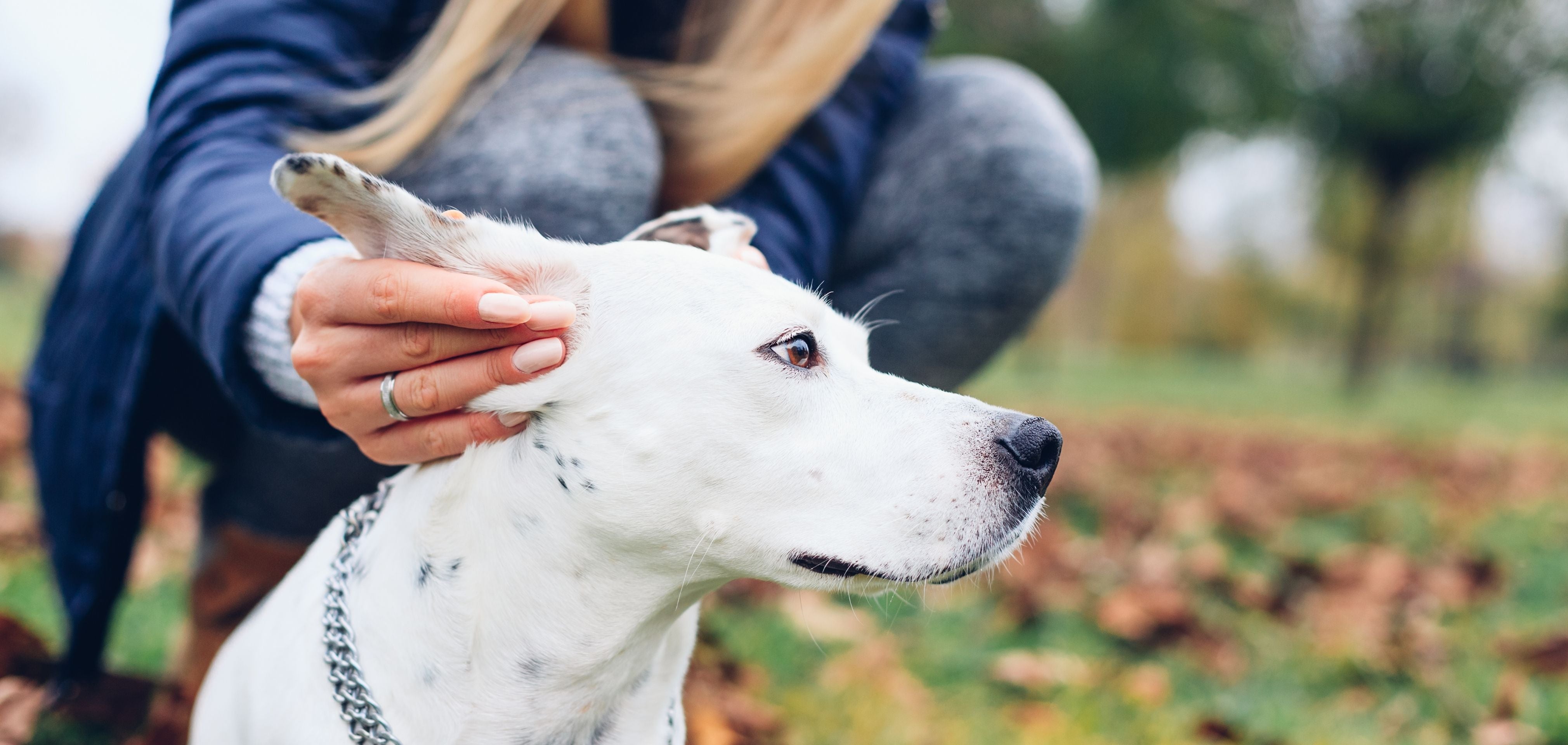 CLEAN EARS (Natural Dog Ear Cleaner & Odor Remover) – kin+kind
