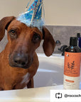 Sensitive Skin Shampoo (Unscented Oatmeal)