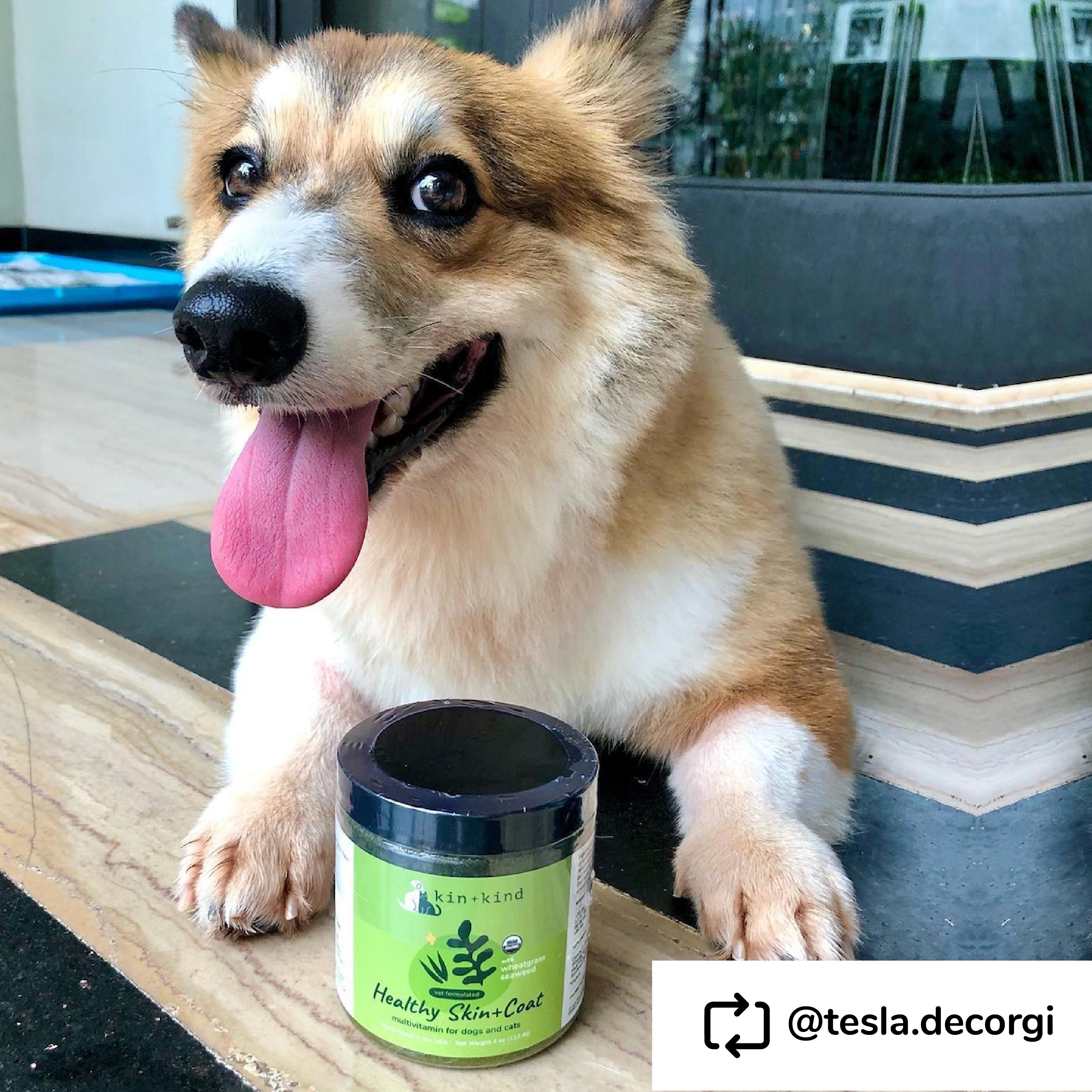 Healthy Skin+Coat Supplement