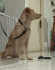 Pet Smell Coat Spray (Lavender)