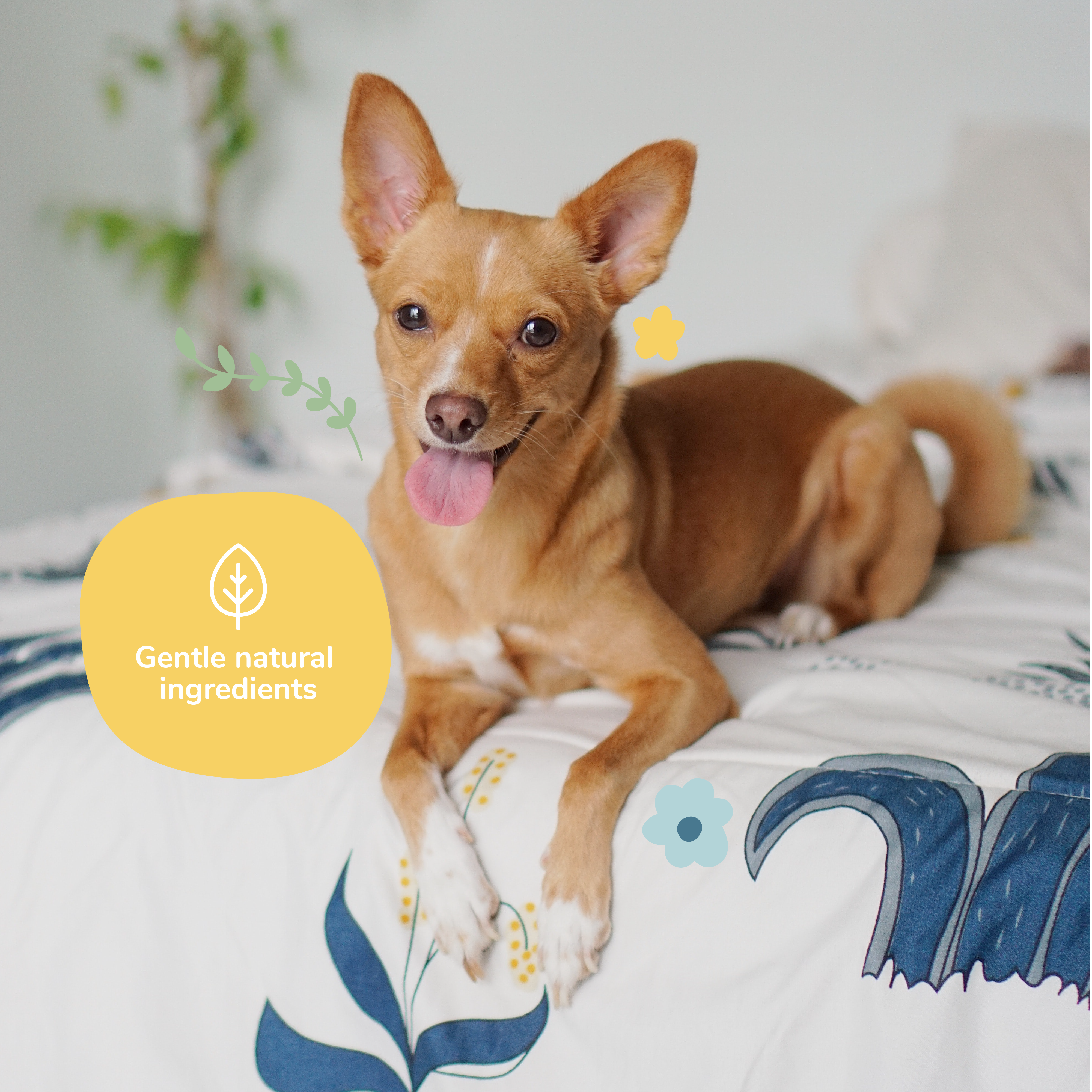 Dog Smell Coat Spray  (Almond+Vanilla)