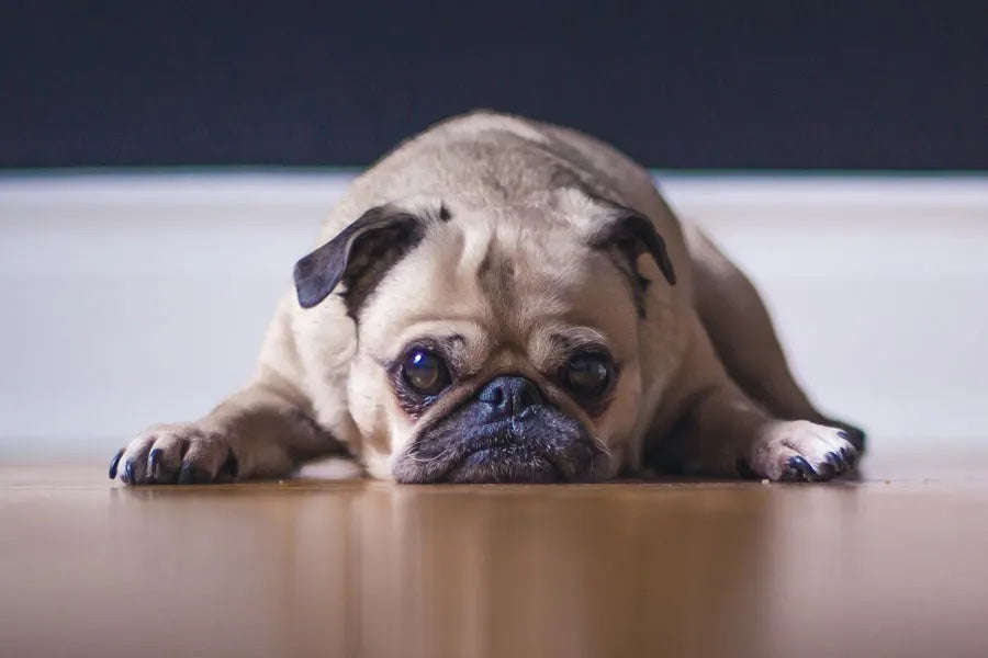 Poopy Problem? Causes of Diarrhea and Constipation in Dogs and Cats