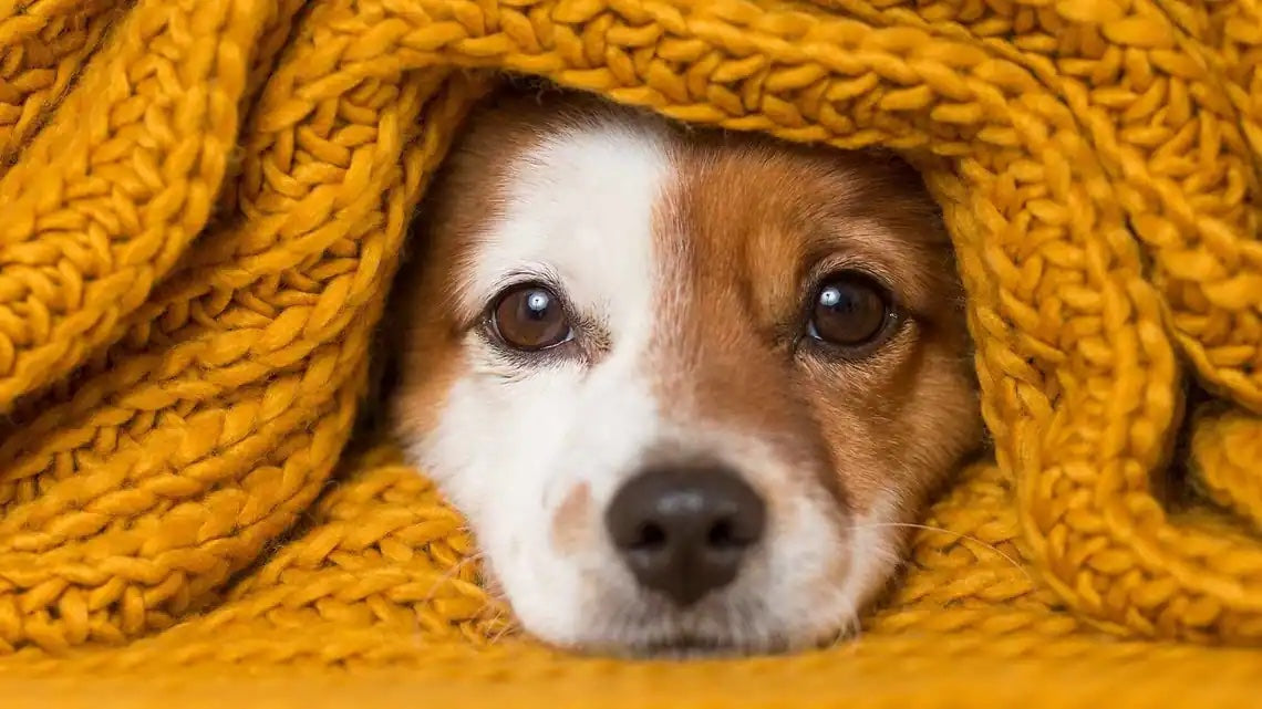 Tips to Keep your Dog Safe and Warm This Winter