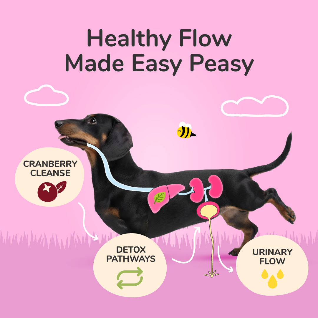 Healthy Immunity Supplement