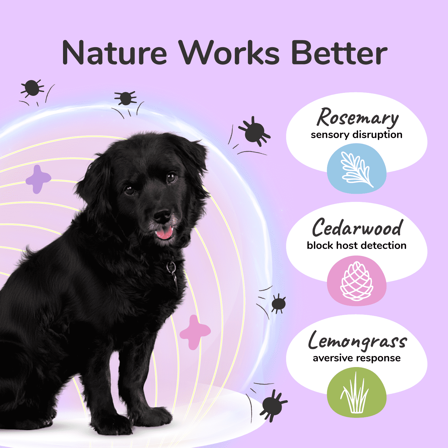 Flea|Tick Protect Spray (Lemongrass)