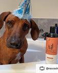 Sensitive Skin Shampoo for Puppies & Kittens (Unscented)
